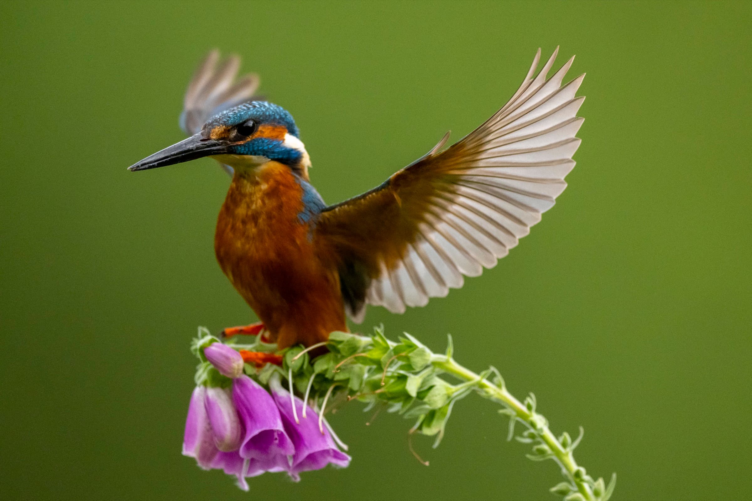 Common Kingfisher