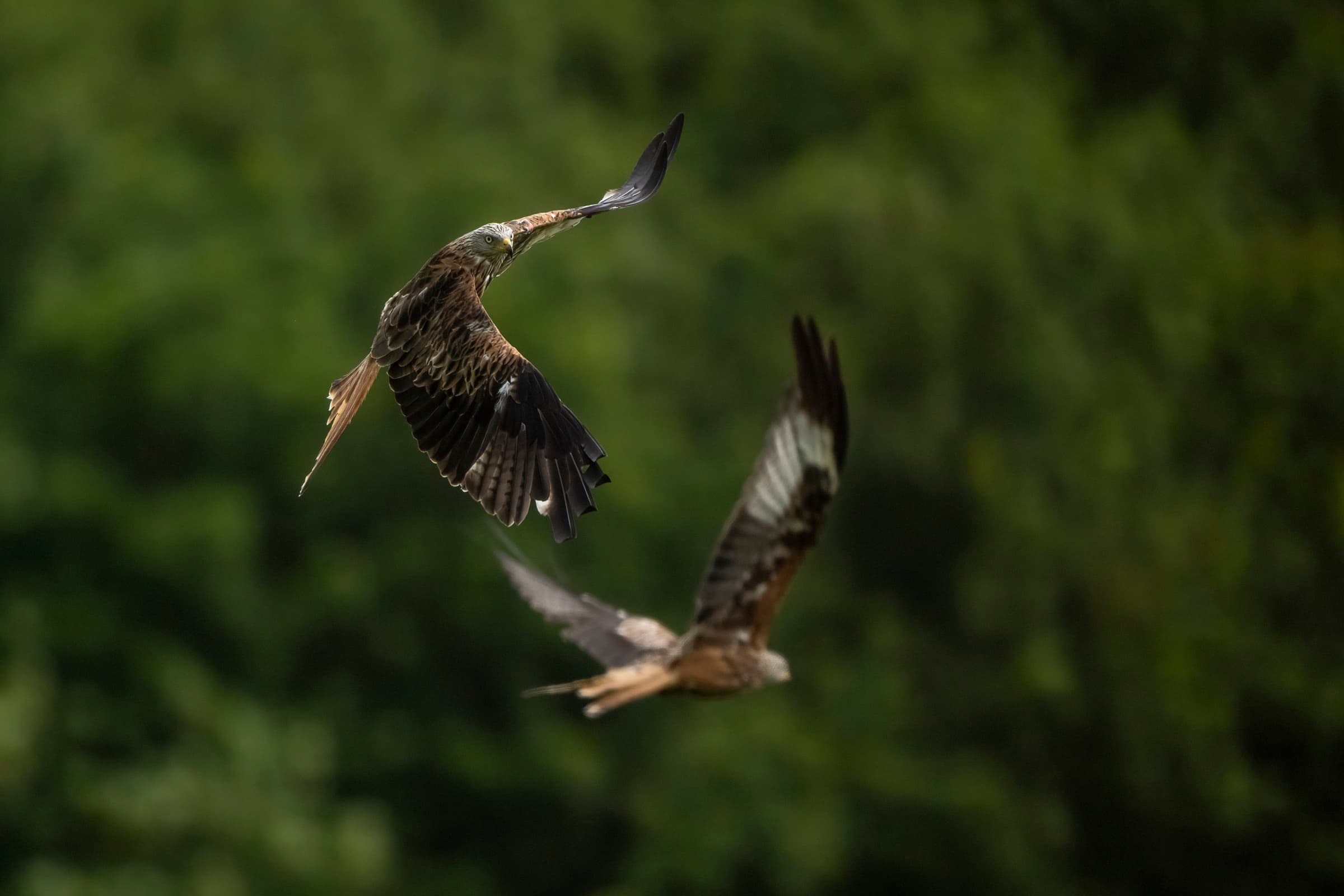 Red Kites