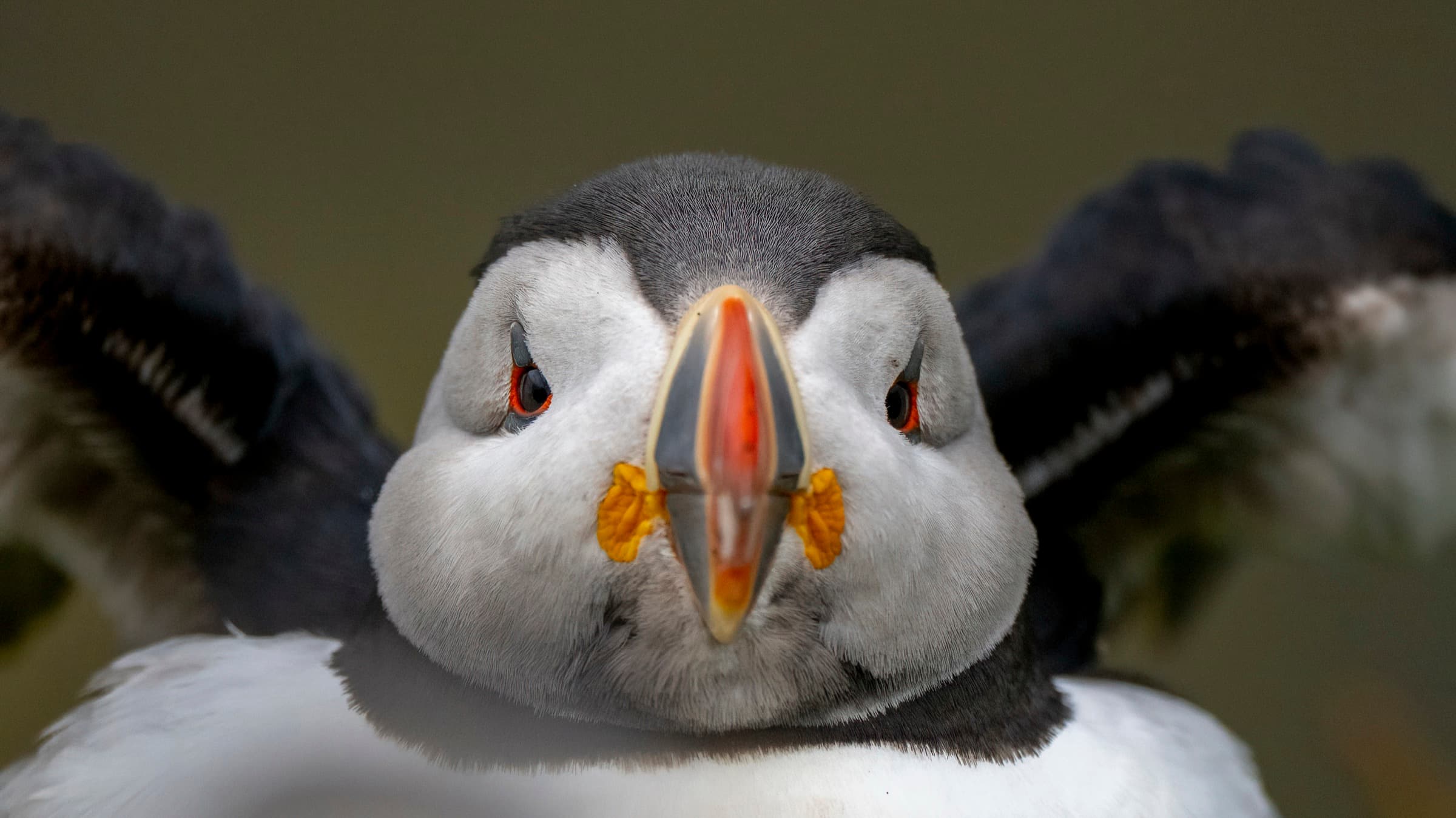 Atlantic Puffin