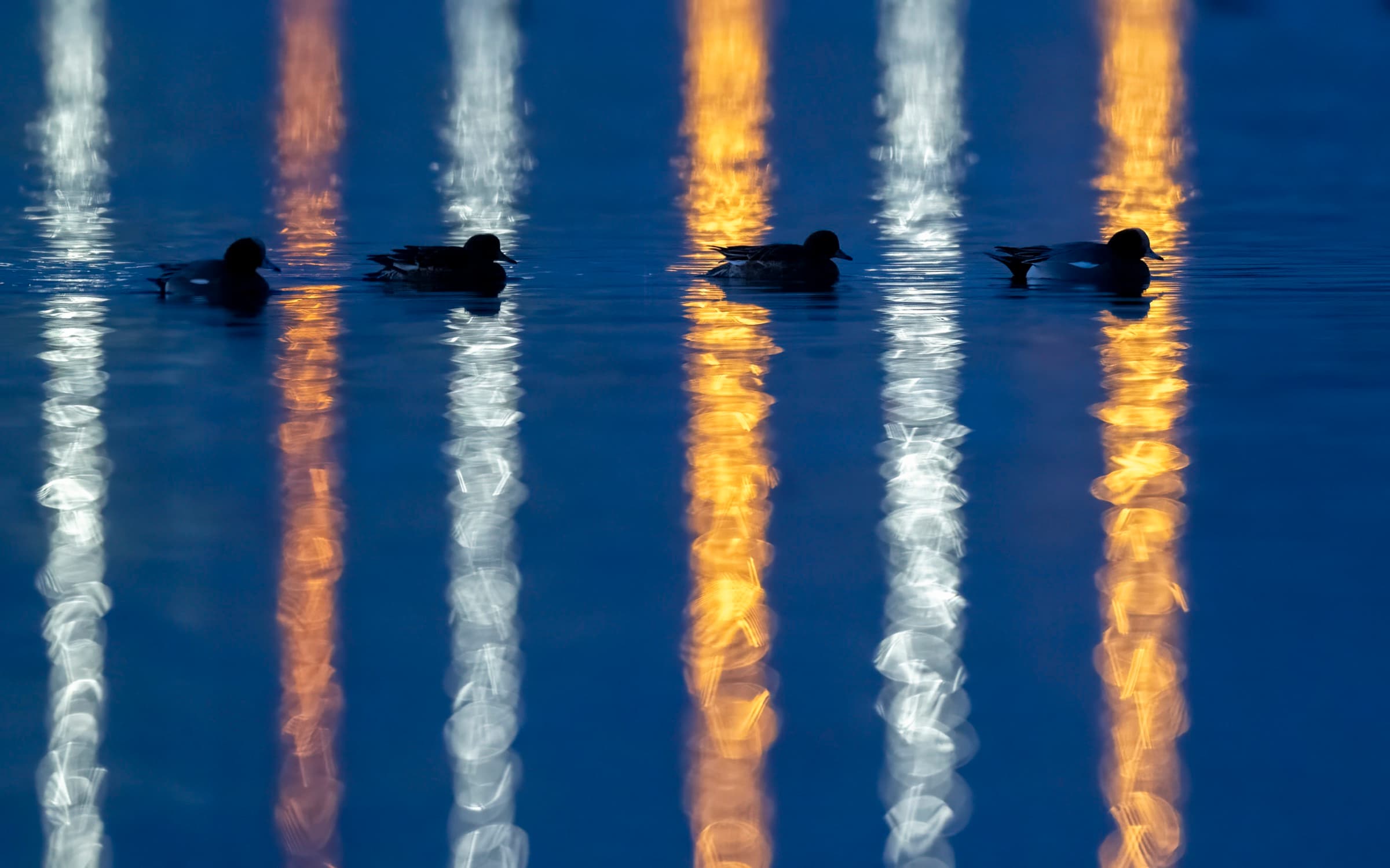 Ducks at night
