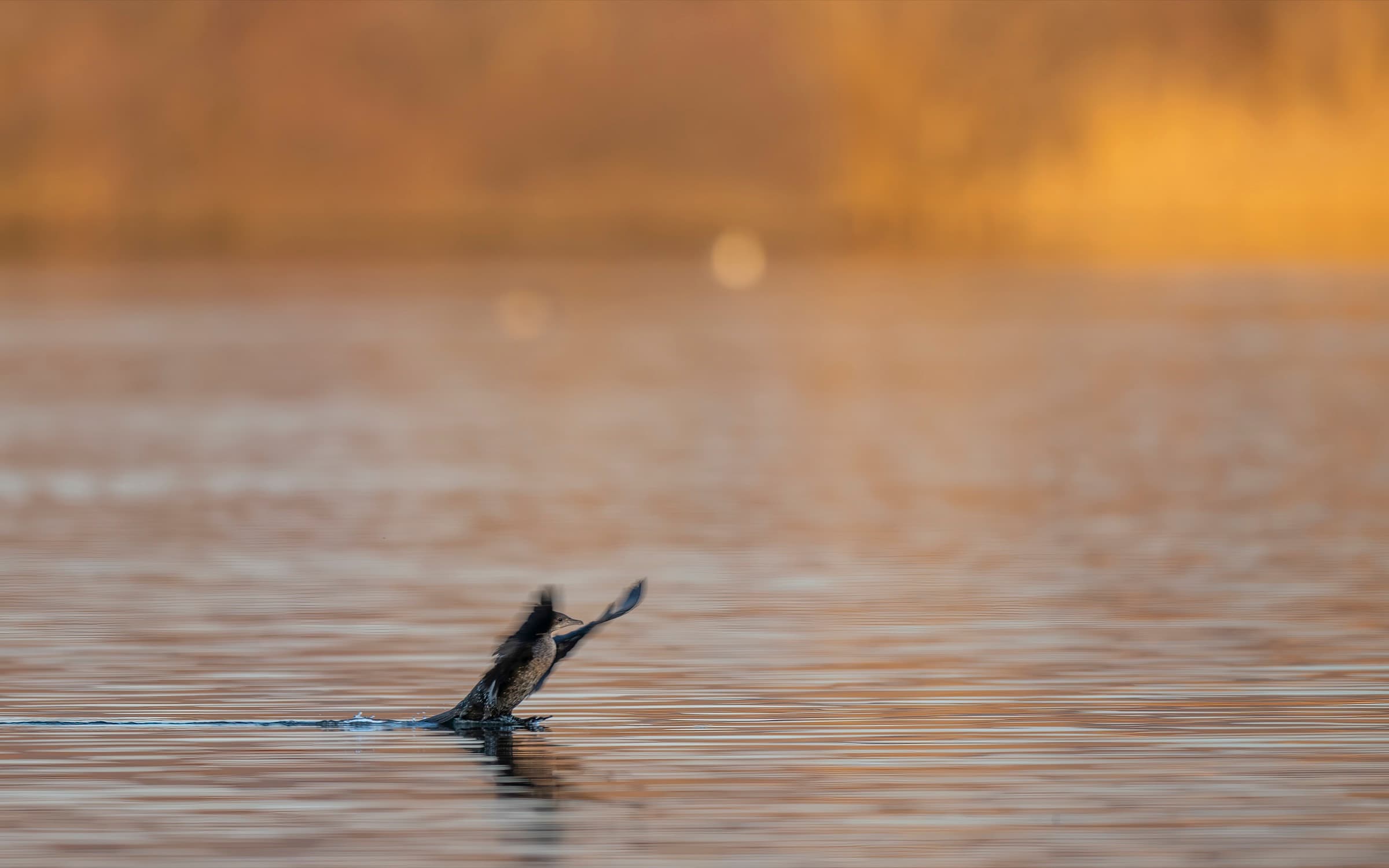 Cormorant