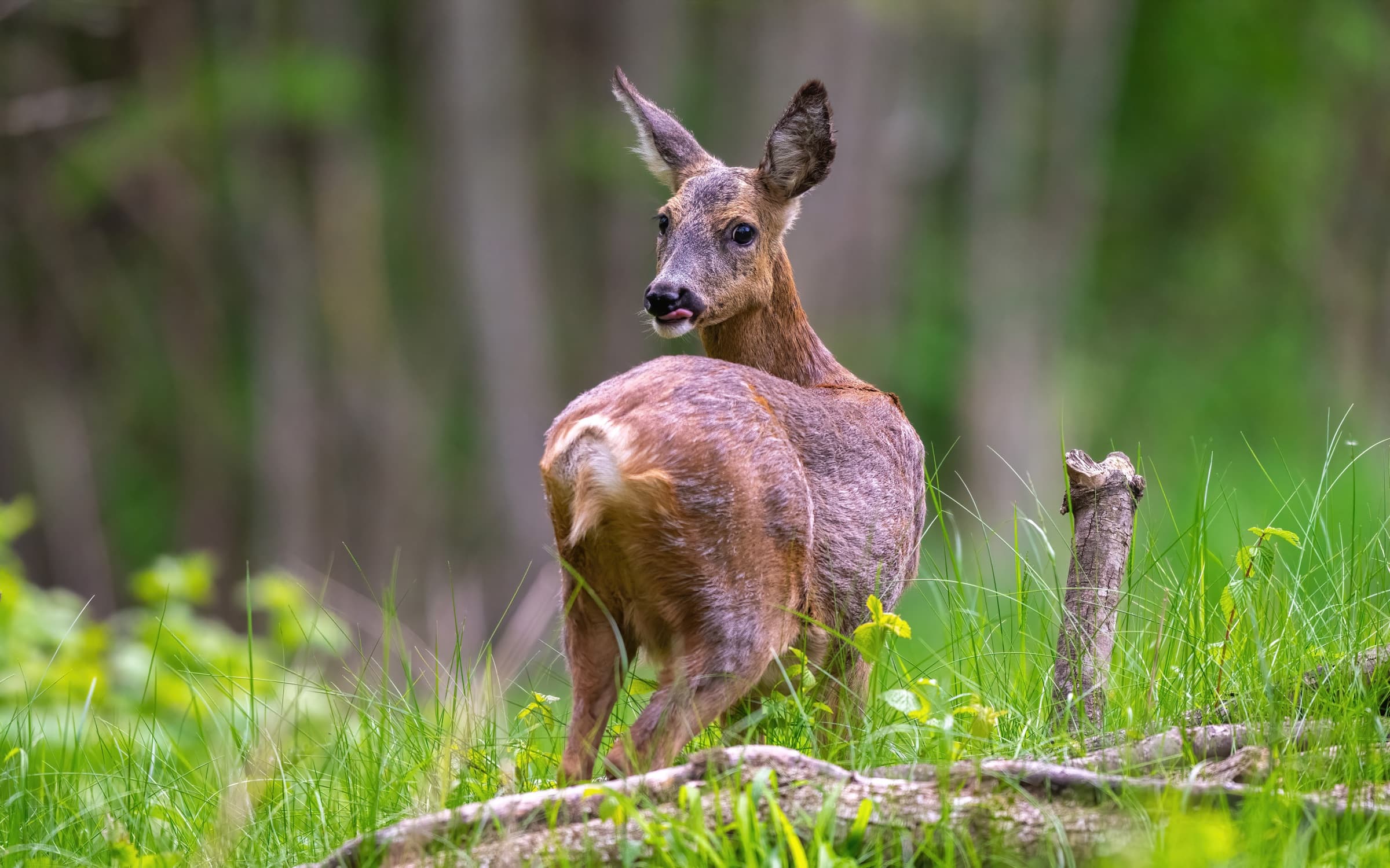 Roe Deer