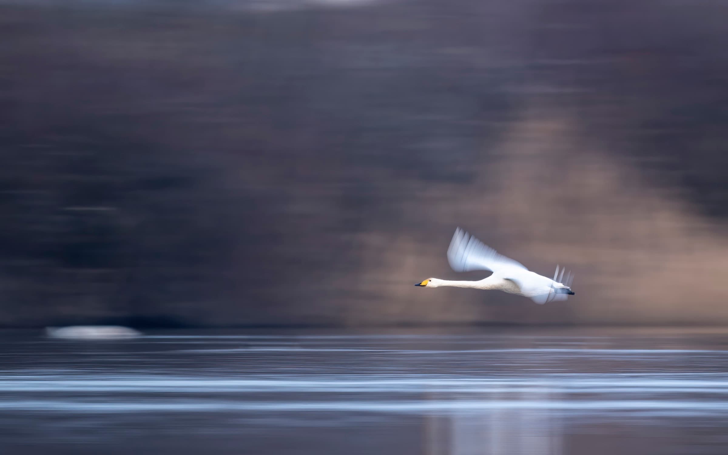 Mute Swan