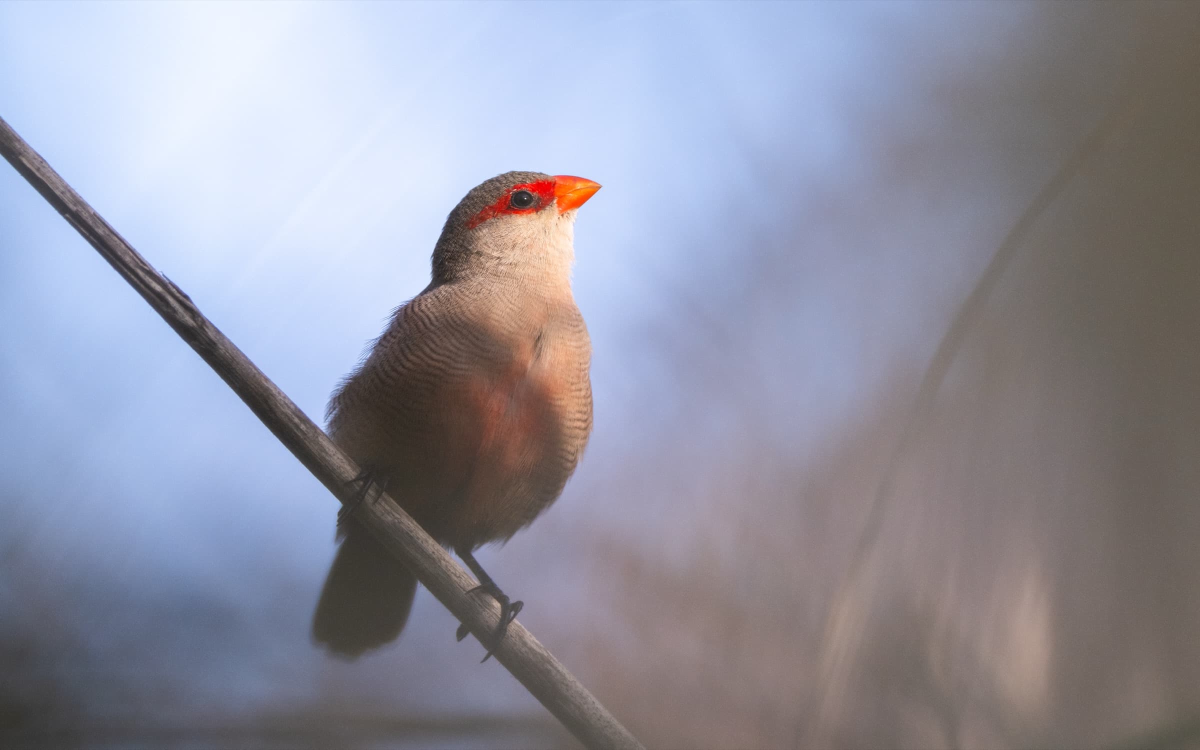 Common Waxbill